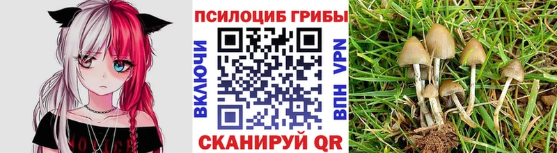 Галлюциногенные грибы Psilocybe  как найти наркотики  Сертолово 